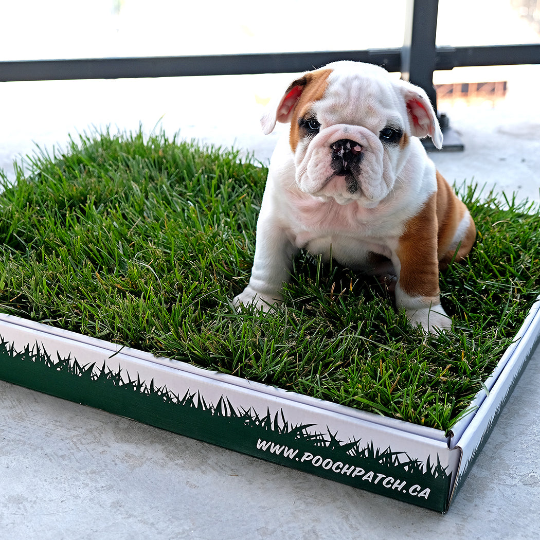 Grass toilets for outlet dogs