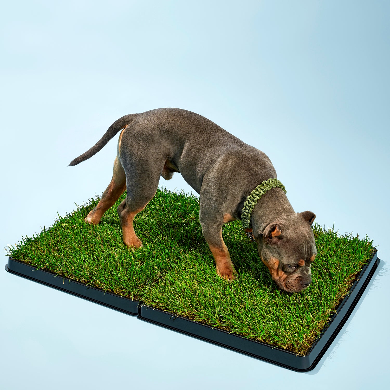 Doggie grass patch best sale